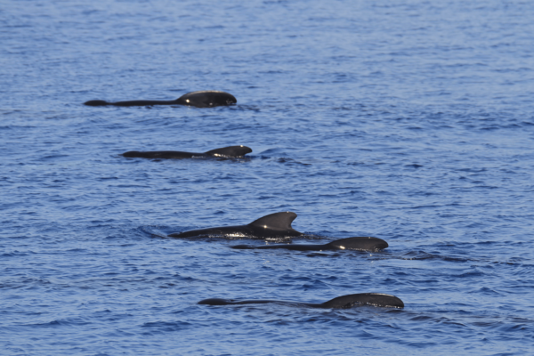 Un gruppo di globicefali (Globicephala melas), cetacei appartenenti alla famiglia dei delfini, che raggiungono i 5 metri di lunghezza. Si avvistano spesso in famiglie numerose, perché sono molto sociali. 
Foto – Fondazione CIMA