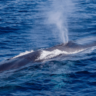 Un archivio di immagini per Conceptu Maris