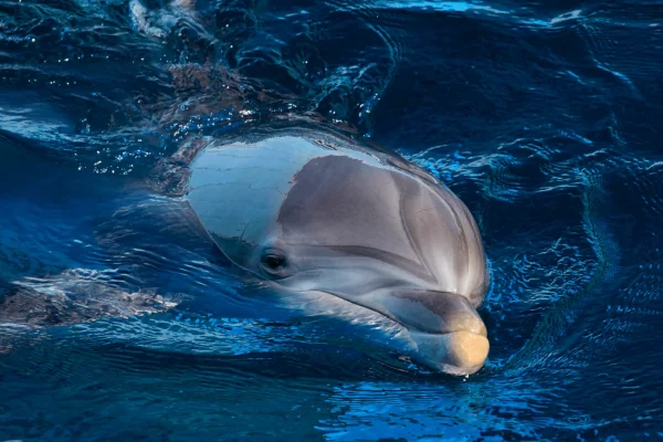 Primo piano di un tursiope (Tursiops truncatus), con il capo ampio dove si trova il sofisticato biosonar, che consente a questi animali di navigare, cacciare e comunicare. Foto – F. Tomasinelli/Triton